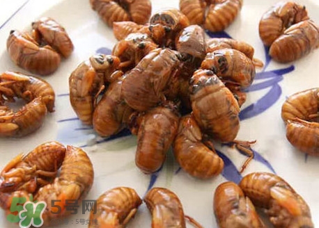 幼蟬猴多少錢一斤？幼蟬猴幾月份有