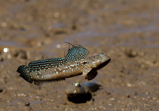 跳跳魚多少錢一斤？跳跳魚是淡水魚嗎？