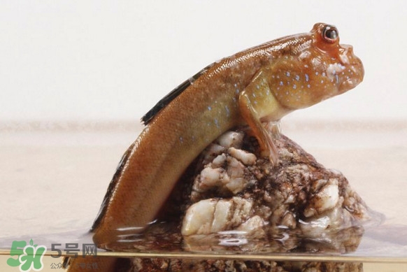 彈涂魚(yú)能吃嗎？彈涂魚(yú)怎么抓