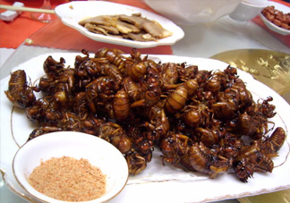 蟬蛹里面黑色的能吃嗎？蟬蛹是怎么形成的