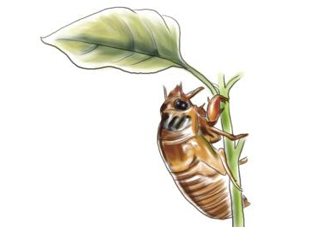 蟬蛹什么人不能吃？蟬蛹不能和什么一起吃