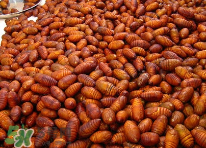 蟬蛹有寄生蟲嗎？蟬蛹有毒嗎