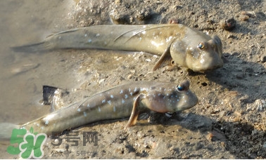 彈涂魚是兩棲動物嗎？彈涂魚營養(yǎng)價值有哪些