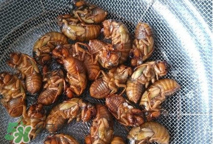 蟬蛹怎么處理？蟬蛹怎么保存