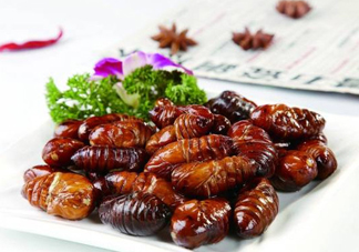 蟬蛹可以人工養(yǎng)殖嗎？蟬蛹的養(yǎng)殖方法