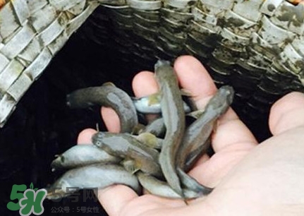 跳跳魚刺多嗎？跳跳魚小孩可以吃嗎