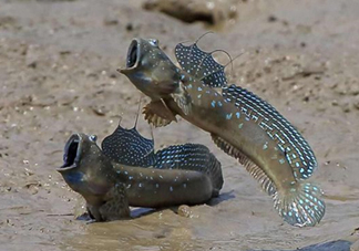 跳跳魚是什么魚？跳跳魚是不是泥鰍