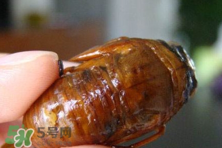 幼蟬猴怎么抓？幼蟬猴什么時(shí)候抓最好