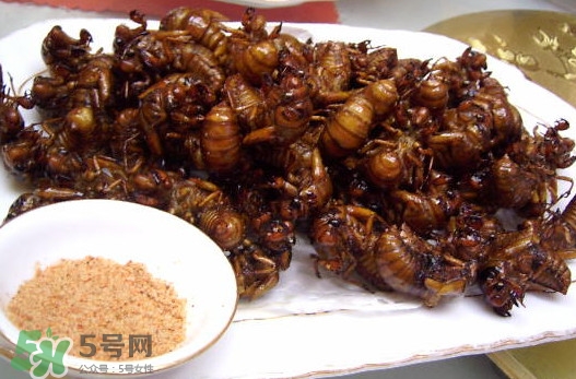 蟬蛹里面黑色的能吃嗎？蟬蛹是怎么形成的