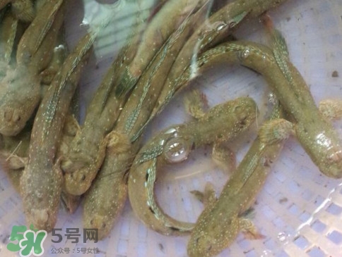 跳跳魚怎么做好吃？跳跳魚的最好吃做法