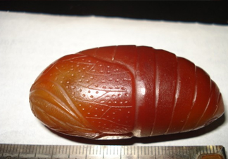 蟬蛹有寄生蟲嗎？蟬蛹有毒嗎