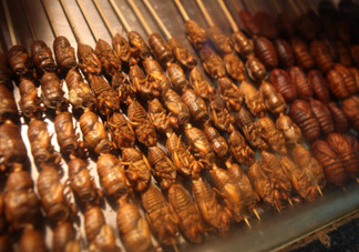 蟬蛹多少錢一斤？野生蟬蛹多少錢一斤