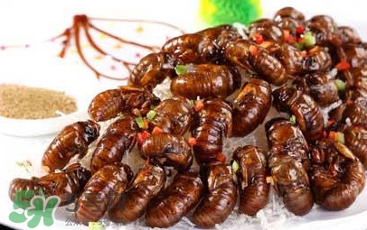 蟬蛹可以多吃嗎？蟬蛹多吃會(huì)怎么樣？