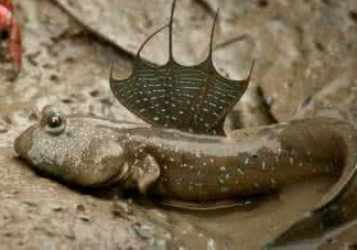 跳跳魚怎么做好吃？跳跳魚的最好吃做法