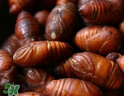 蟬蛹怎么抓？蟬蛹怎么找