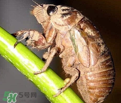 蟬蛹什么時候出來？蟬蛹什么時候最多