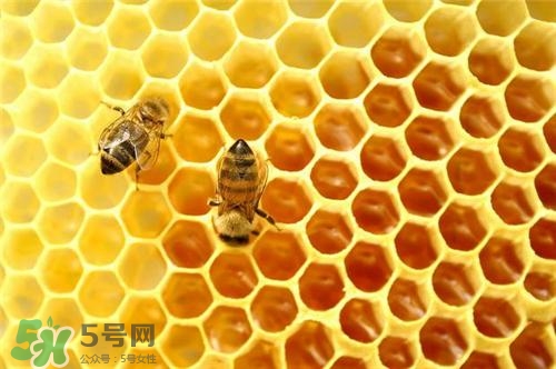 三伏貼能治過敏性鼻炎嗎？三伏貼治過敏性鼻炎貼哪里？