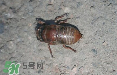 幼蟬猴怎么做好吃？幼蟬猴有什么營(yíng)養(yǎng)價(jià)值