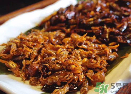 知了猴吃多了好不好？知了猴吃多了會怎么樣？