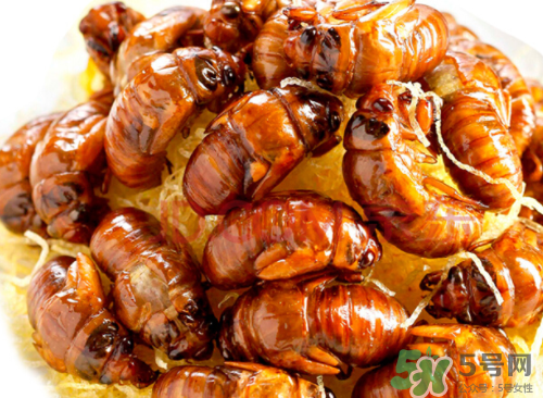 吃知了猴有什么好處？吃知了猴的好處與壞處