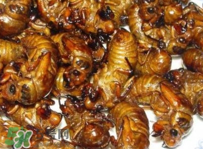 幼蟬猴怎么保存？幼蟬猴怎么清洗