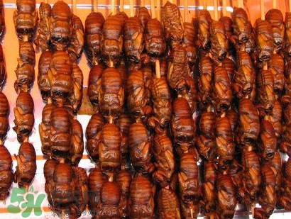 幼蟬猴孕婦可以吃嗎？孕婦吃幼蟬猴有什么好處