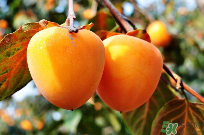 柿餅上的白霜可以吃嗎？怎么辨別柿霜的真假？