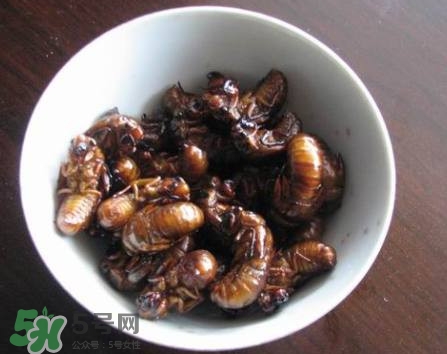 幼蟬猴怎么做好吃？幼蟬猴有什么營(yíng)養(yǎng)價(jià)值