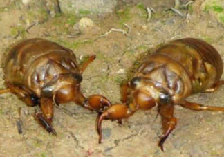 幼蟬猴孕婦可以吃嗎？孕婦吃幼蟬猴有什么好處