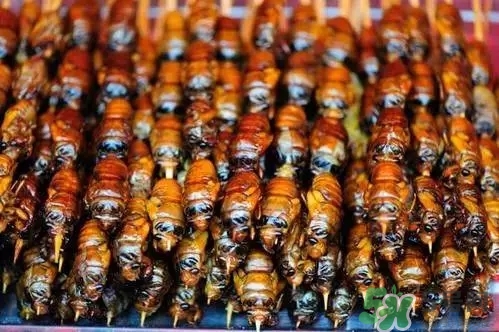 吃知了猴有什么好處？吃知了猴的好處與壞處