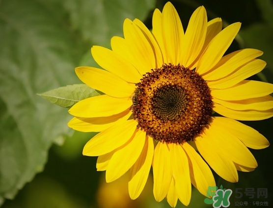 大暑和處暑是什么意思？大暑熱還是處暑熱？