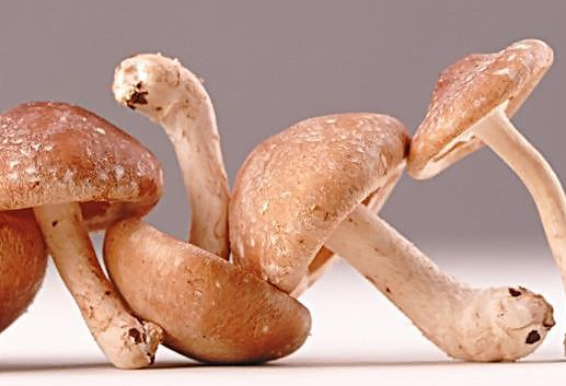 干香菇為什么比鮮香菇味道好？香菇為什么要曬干了再泡來吃