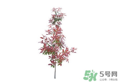 紫葉李什么時(shí)候開花？紫葉李什么時(shí)候成熟