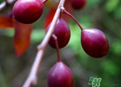 紫葉李果實有毒嗎？紫葉李果實能吃嗎