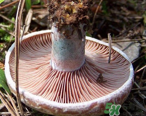 松乳菇多少錢一斤？松乳菇干貨多少錢一斤