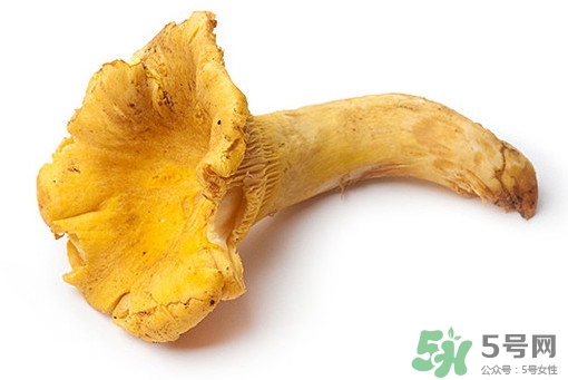 雞油菌多少錢一斤？雞油菌和雞樅菌有什么區(qū)別