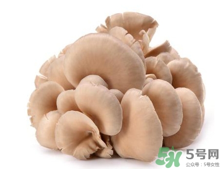 平菇怎么吃最有營養(yǎng)？平菇長白毛還能吃嗎