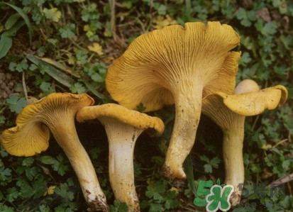 雞油菌多少錢一斤？雞油菌和雞樅菌有什么區(qū)別