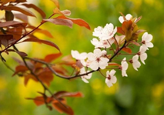 紫葉李什么時候開花？紫葉李什么時候成熟