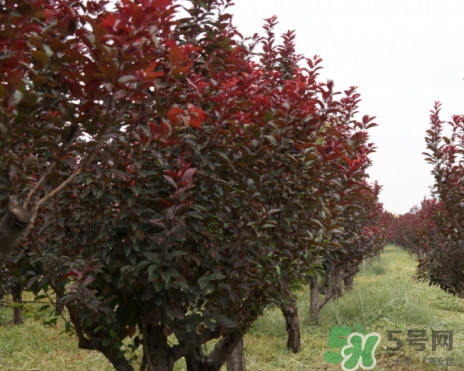 紫葉李什么時(shí)候開花？紫葉李什么時(shí)候成熟