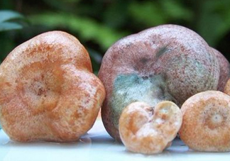 松乳菇多少錢一斤？松乳菇干貨多少錢一斤