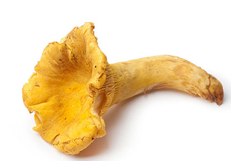 雞油菌多少錢一斤？雞油菌和雞樅菌有什么區(qū)別