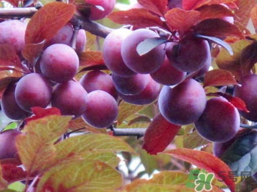 紫葉李果實有毒嗎？紫葉李果實能吃嗎