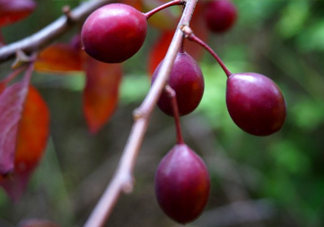 紫葉李果實(shí)有毒嗎？紫葉李果實(shí)能吃嗎