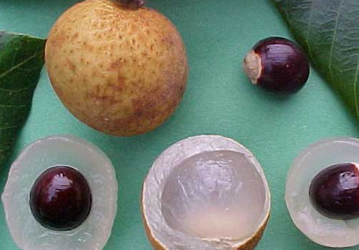 龍眼和黃皮可以一起吃嗎？黃皮能和龍眼一起吃嗎