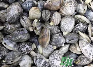 白蛤蜊和花蛤蜊哪個(gè)泥沙多？花蛤蜊怎么清洗干凈