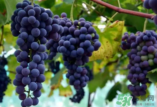 夏黑葡萄為什么掉色？夏黑葡萄怎么會(huì)染色？