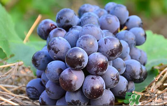夏黑葡萄怎么保存？夏黑葡萄可以放冰箱嗎？