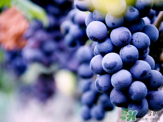 夏黑葡萄怎么保存？夏黑葡萄可以放冰箱嗎？