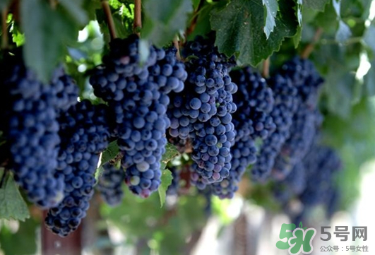 夏黑葡萄可以釀酒嗎？夏黑葡萄怎么自釀酒？